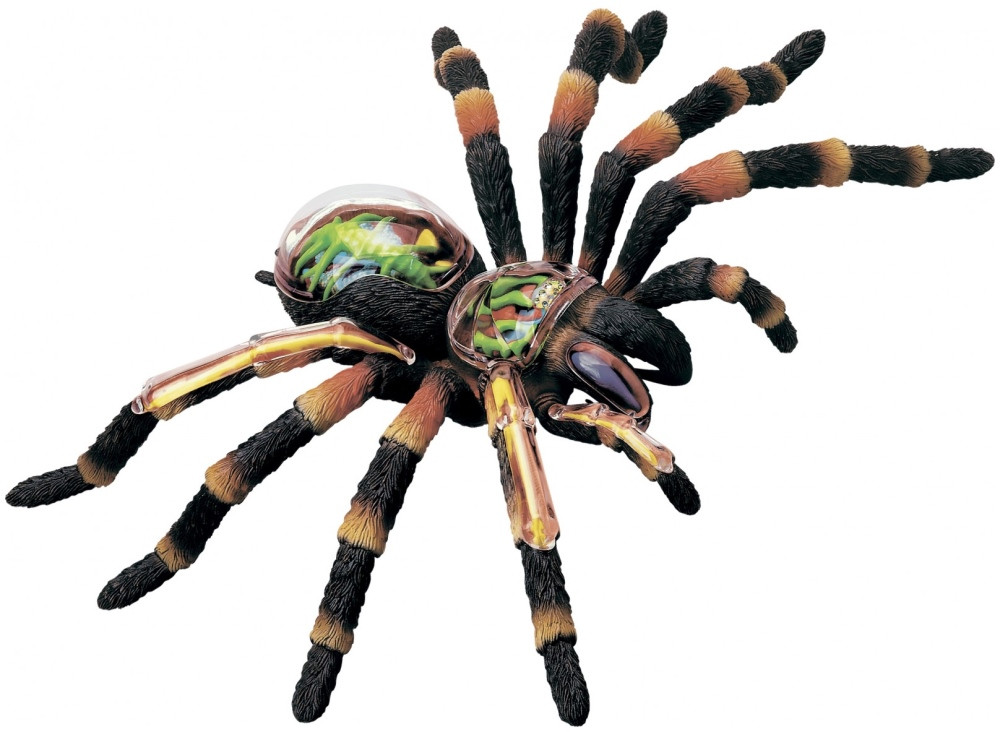 3D пазл 4D Master Tarantula Spider Anatomy Model 26112