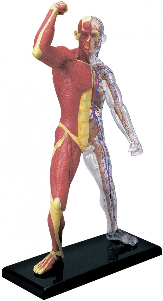 3D пазл 4D Master Muscle and Skeleton Anatomy Model 26058
