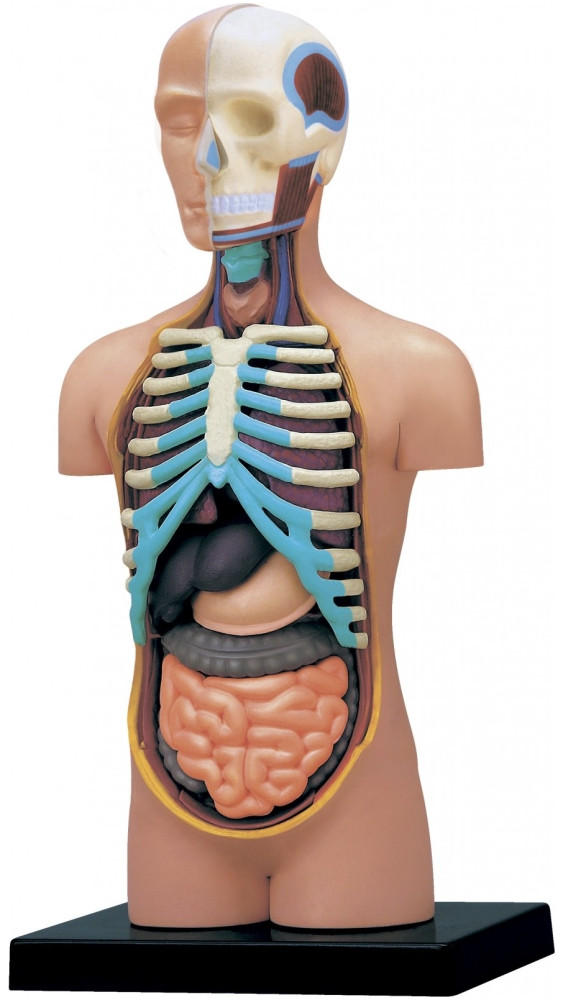3D пазл 4D Master Human Torso Anatomy Model 26051