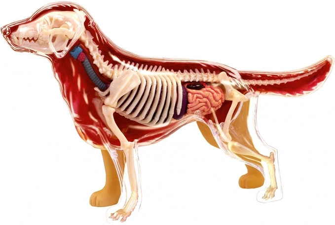 3D пазл 4D Master Golden Retriever 622007