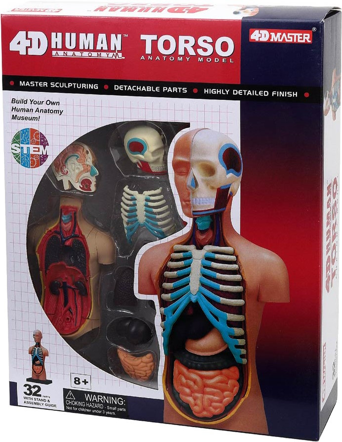 3D пазл 4D Master Torso 626003