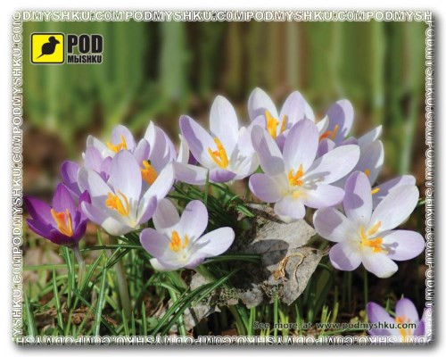 Килимок для мишки Pod myshku Vesna Krokusi