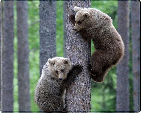 Коврик для мышки Voltronic Power Two Bears