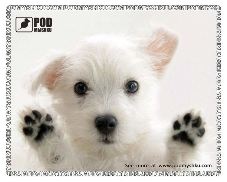 Коврик для мышки Pod myshku Paws Up