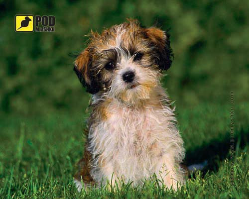 Килимок для мишки Pod myshku Lohmatuy Schenok