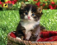 Коврик для мышки Pod myshku Kitten in a Basket
